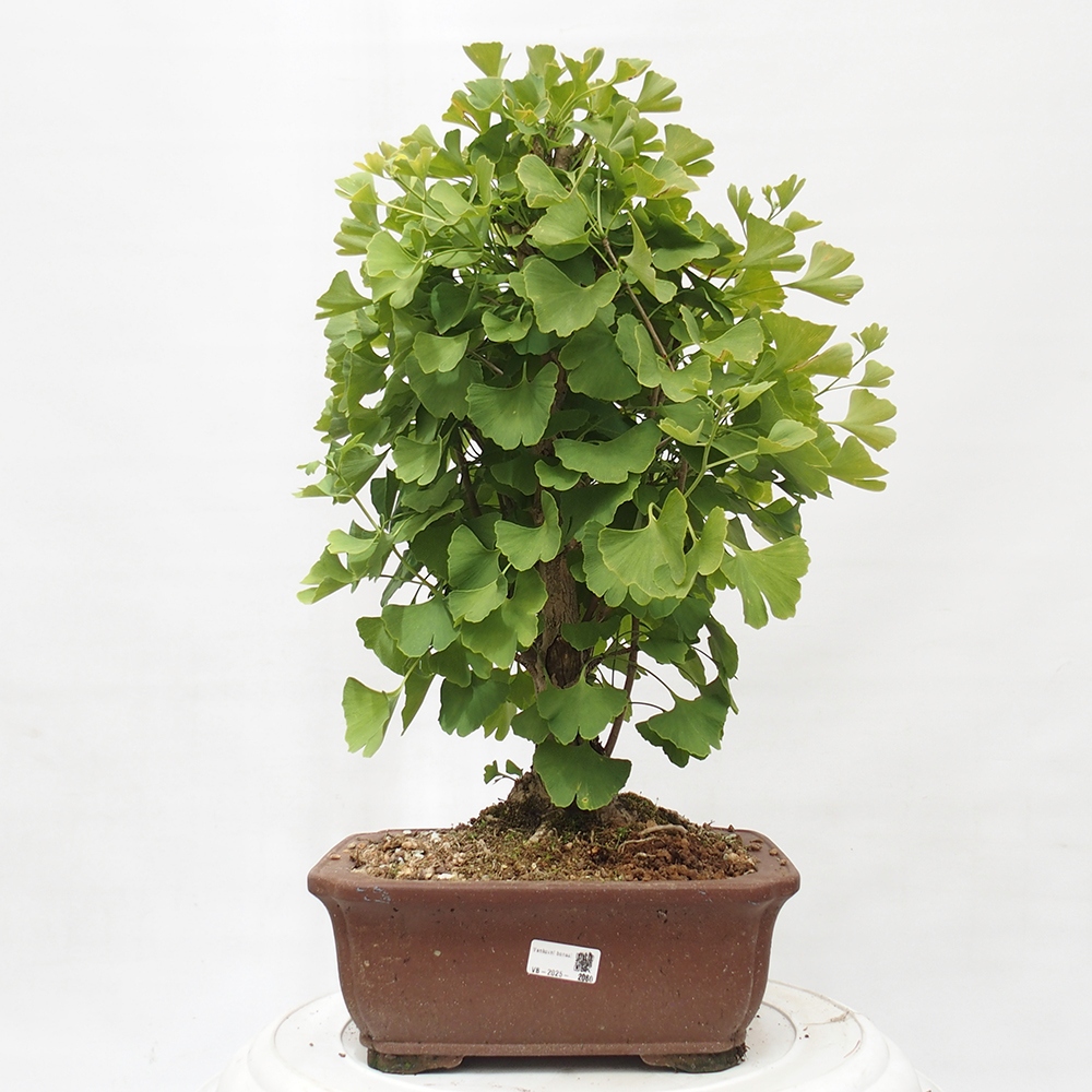 Bonsai im Freien - Jinan biloba - Ginkgo biloba