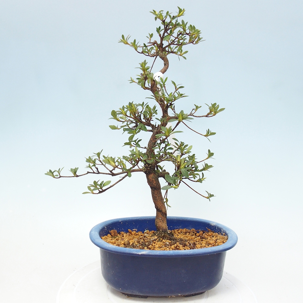 Bonsai für draußen - Japanische Azalee - Azalee Hand