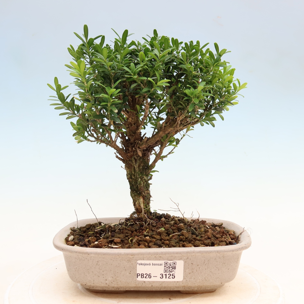 Zimmer Bonsai - Buxus harlandii - Korkbuxus
