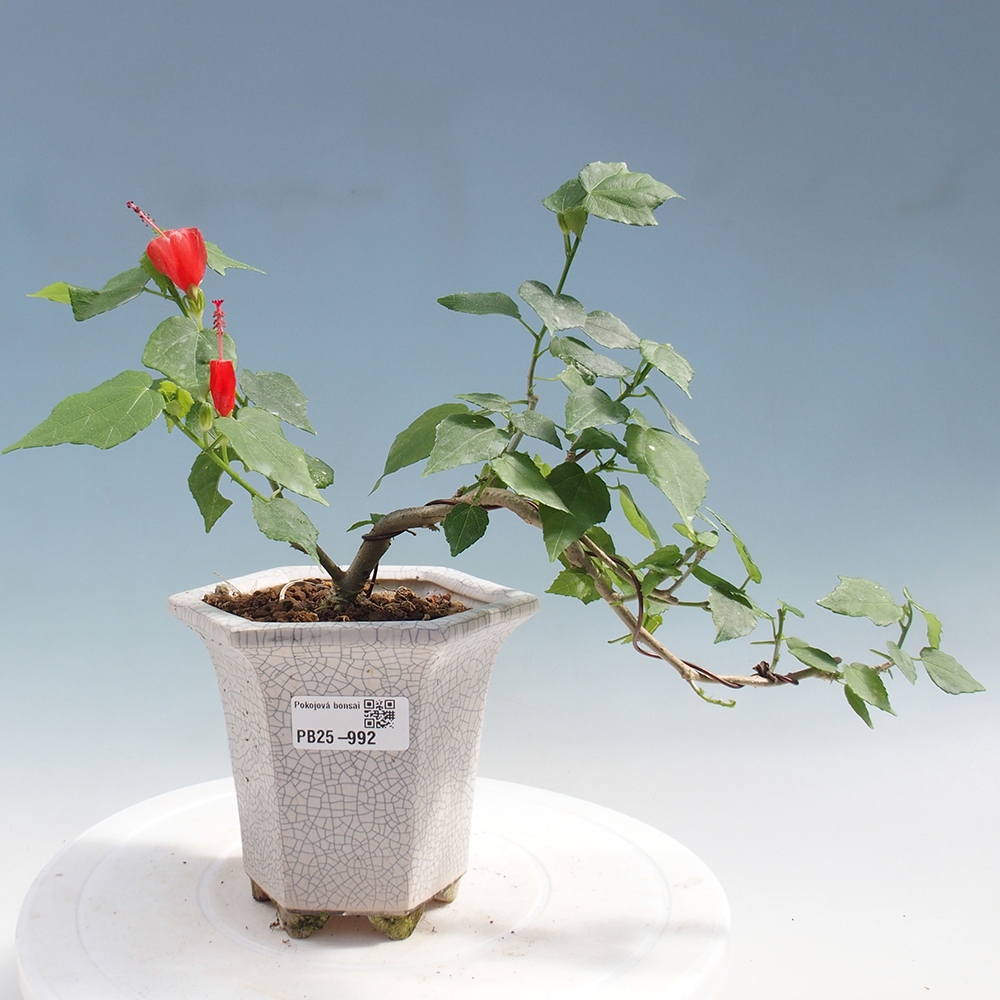 Zimmerbonsai - Malvaviscus arboreus - holziger Hibiskus