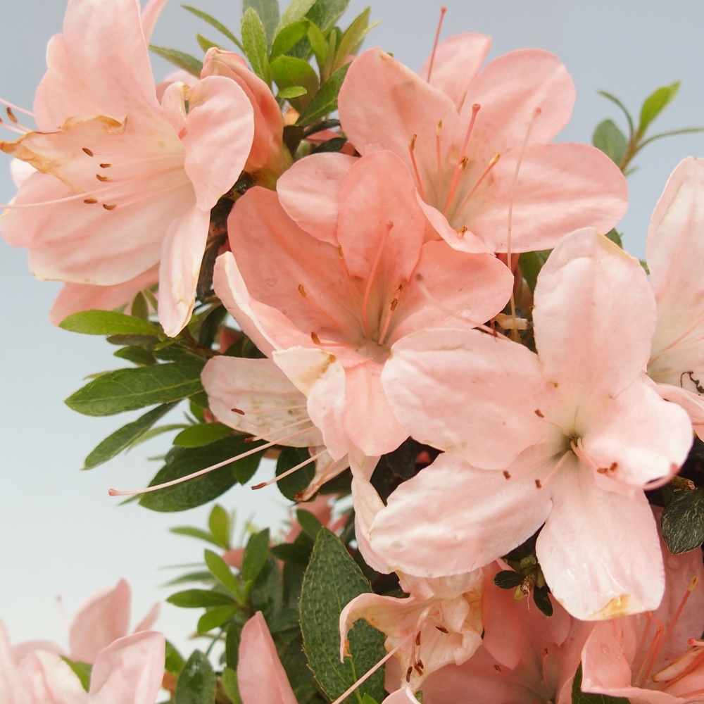 Bonsai im Freien - Japanische Azalee - Azalea Nikko