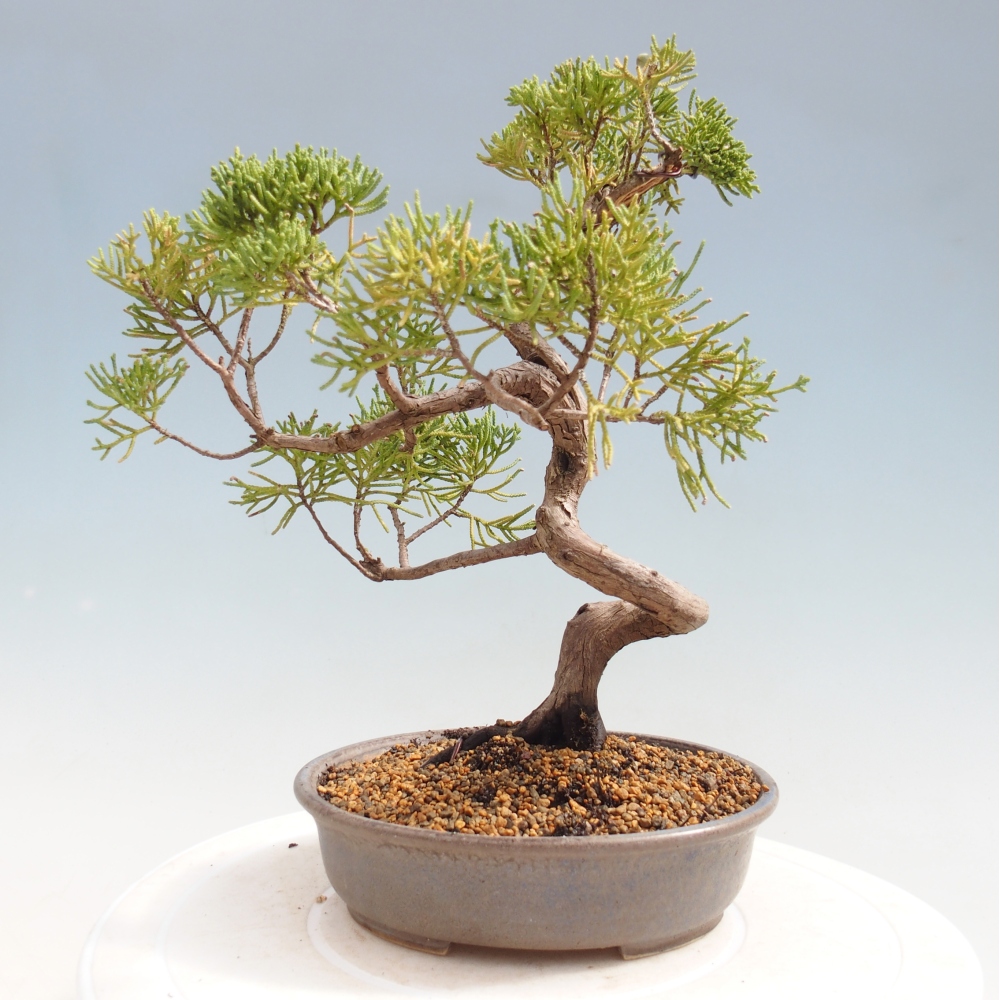 Bonsai für draußen - Juniperus chinensis Kishu
