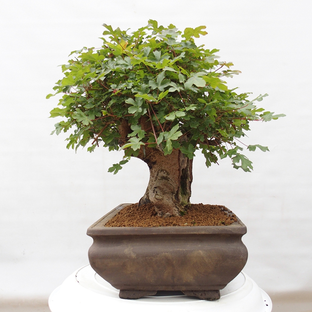 Bonsai im Freien - Französischer Ahorn - Acer Nonspessulanum