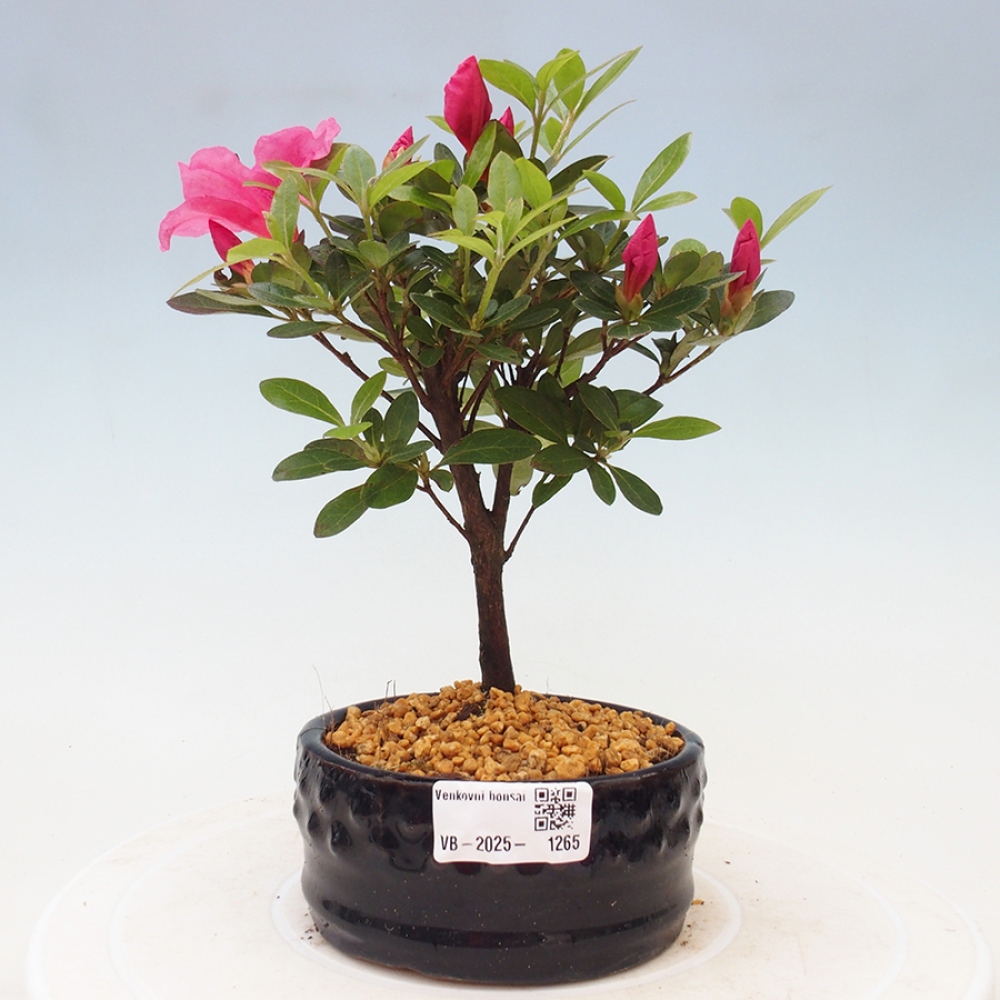 Bonsai im Freien - Japanische Azalee - Azalea sp.