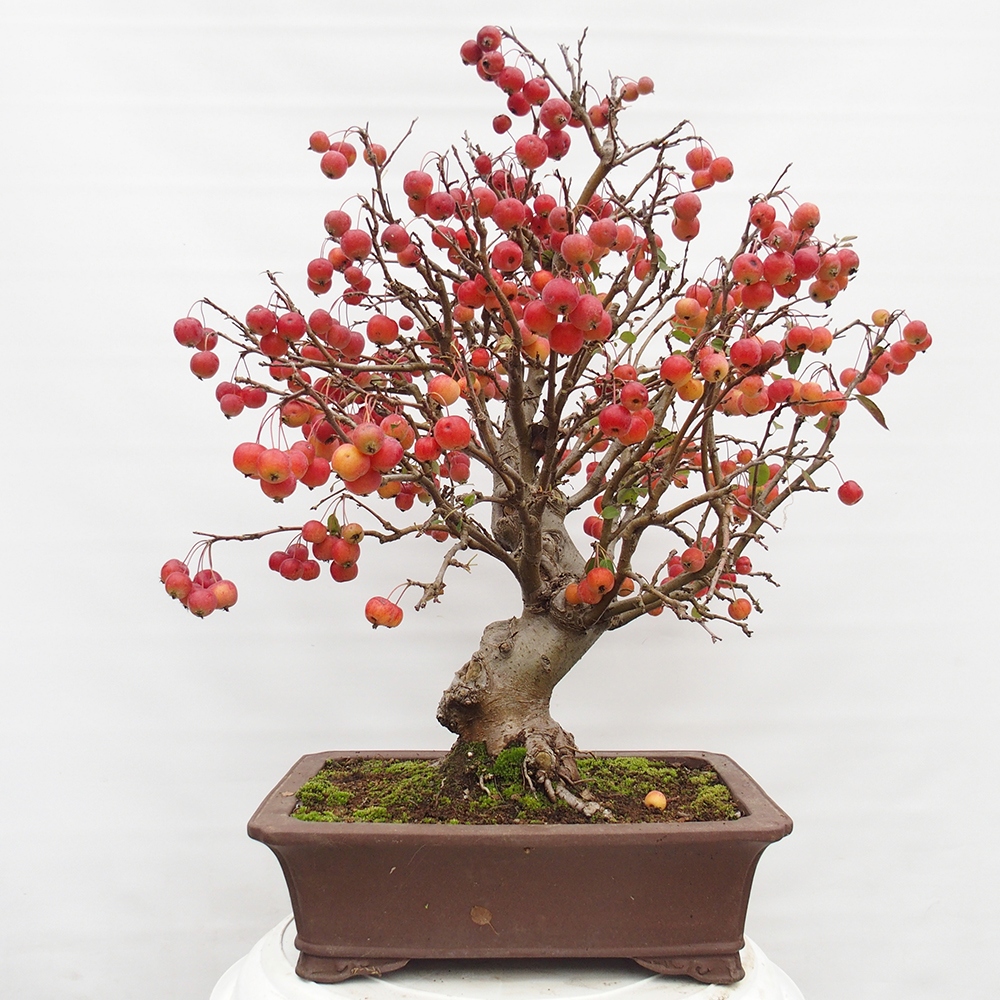 Bonsai im Freien - Malus halliana - Kleinfruchtiger Apfelbaum