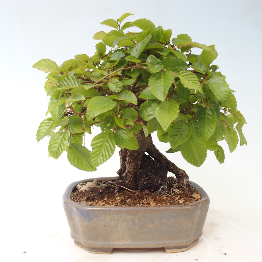 Bonsai für draußen -Carpinus CARPINOIDES - Koreanische Hainbuche