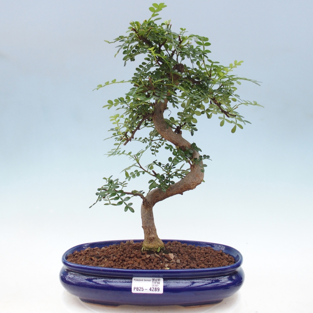 Zimmer Bonsai - Zantoxylum piperitum - Pfefferbaum