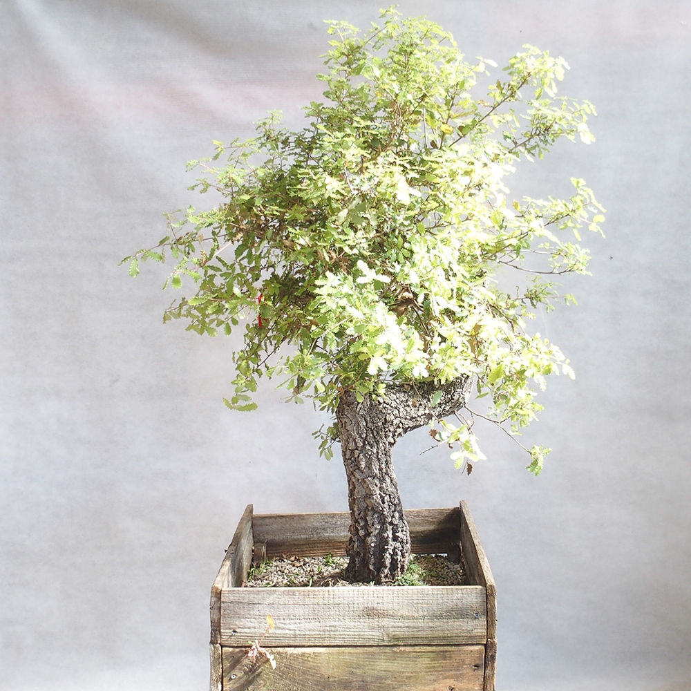 Freilandbonsai Quercus Cerris - Eiche Cer