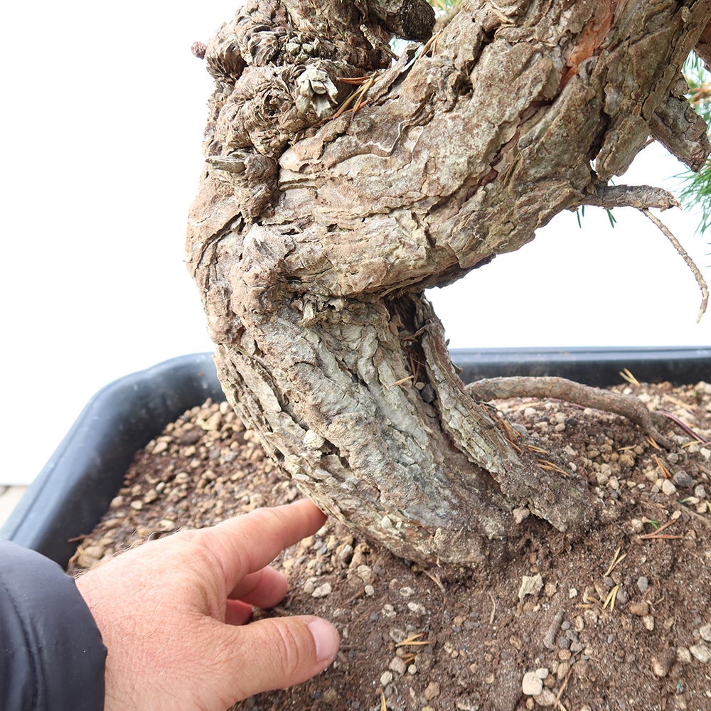 Pinus sylvestris Spanien – Waldkiefer