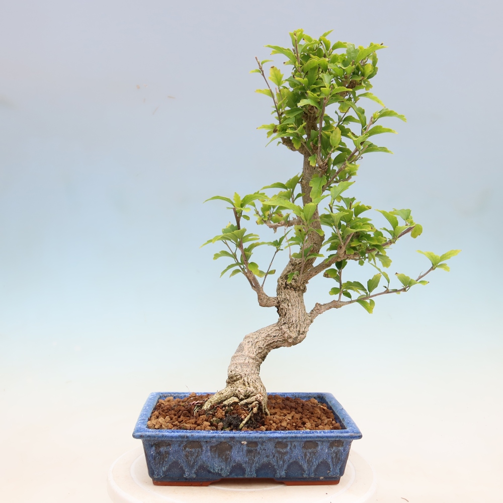 Bonsai für den Außenbereich – Hibiscus syriacus – Syrischer Hibiskus