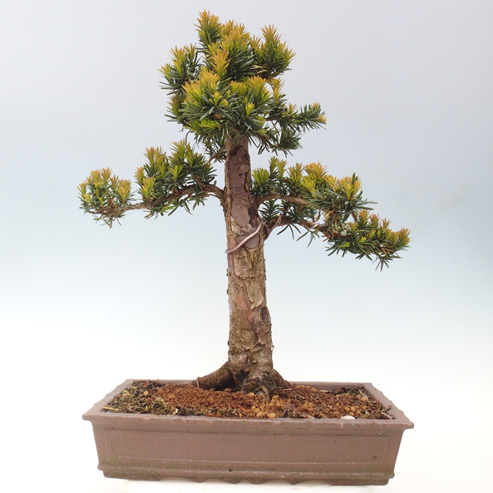Bonsai im Freien - Taxus cuspidata - Japanische Eibe