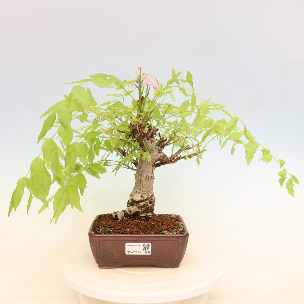 Bonsai für draußen - Wisteria floribunda