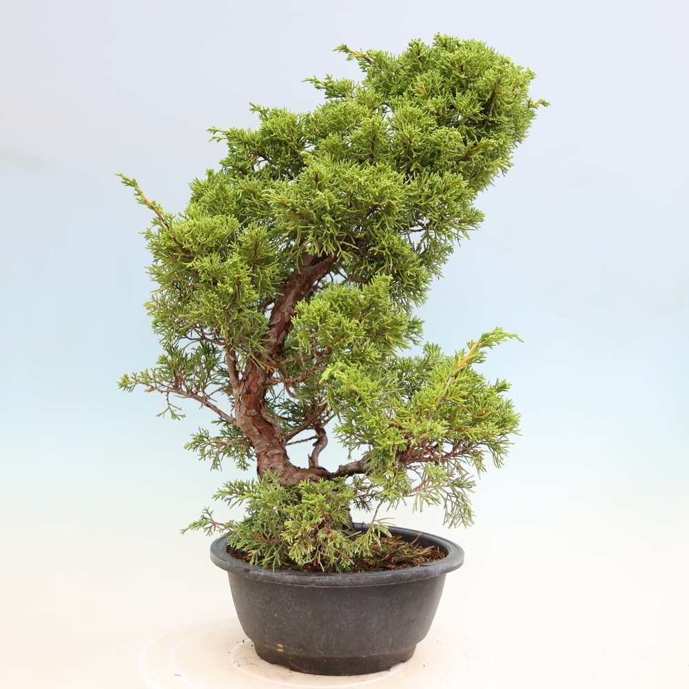 Bonsai für draußen - Juniperus chinensis Itoigawa-Juniperus chinensis