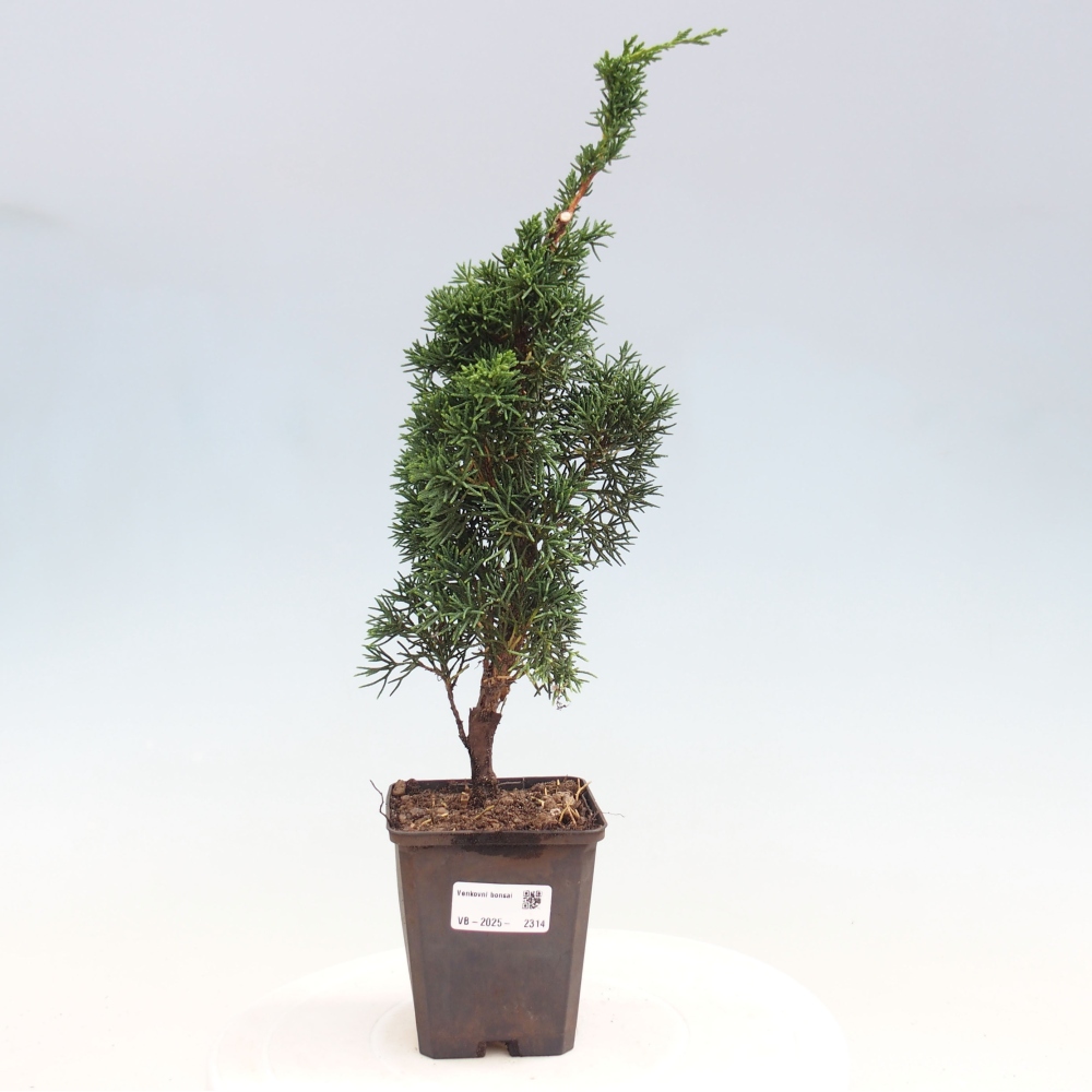 Outdoor-Bonsai - Juniperus chinensis Kishu - Chinesischer Wacholder