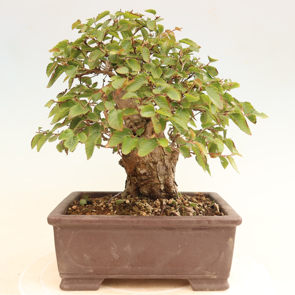 Bonsai für draußen -Carpinus CARPINOIDES - Koreanische Hainbuche