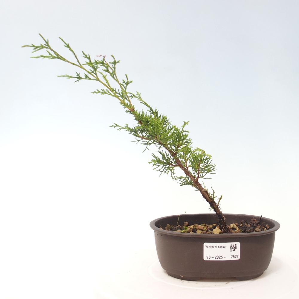 Outdoor bonsai - Juniperus chinensis Itoigawa - Chinese juniper