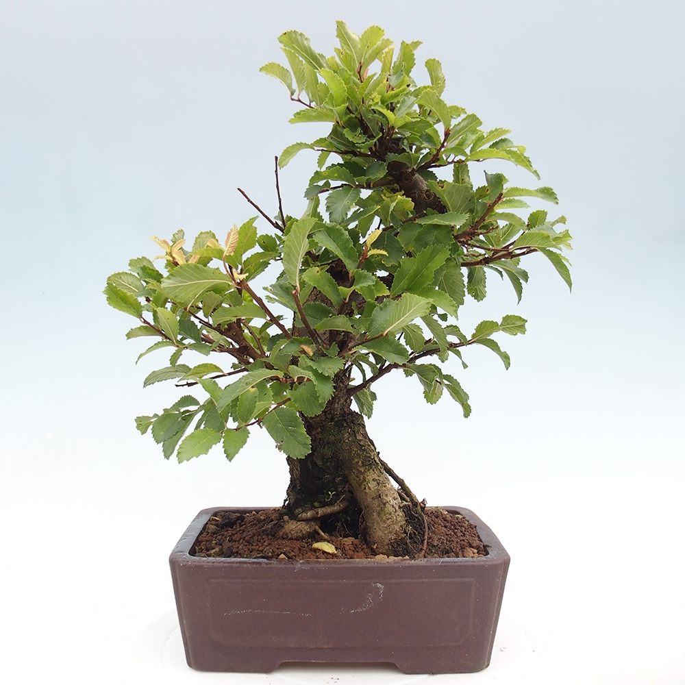 Bonsai im Freien - Zelkova - Zelkova serrata