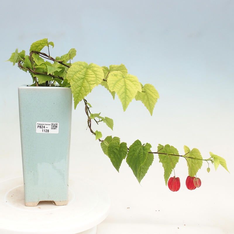 Zimmerbonsai - Abutilon Big Bell - Flussmoltebeere