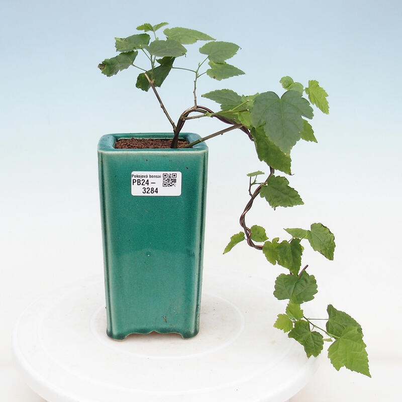 Zimmerbonsai - Abutilon Big Bell - Flussmoltebeere