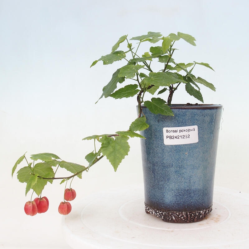 Zimmerbonsai - Abutilon Big Bell - Flussmoltebeere