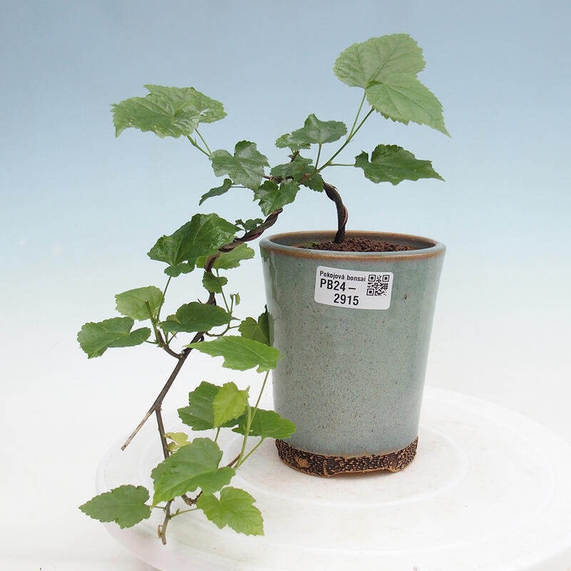 Zimmerbonsai - Abutilon Big Bell - Flussmoltebeere