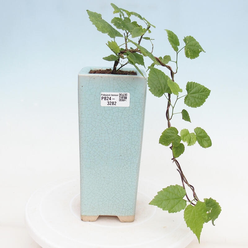 Zimmerbonsai - Abutilon Big Bell - Flussmoltebeere