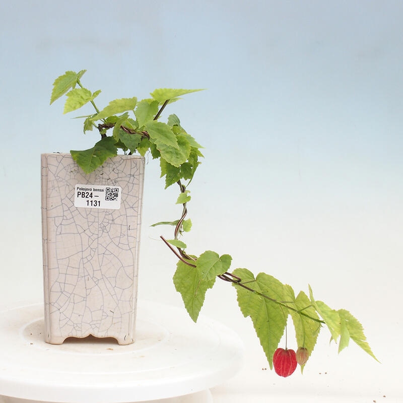 Zimmerbonsai - Abutilon Big Bell - Flussmoltebeere