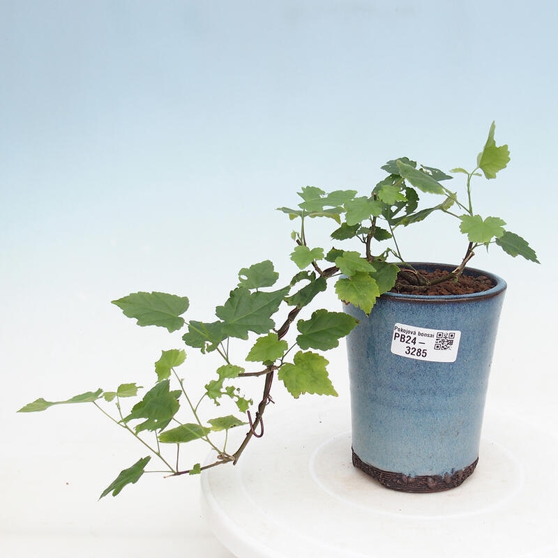 Zimmerbonsai - Abutilon Big Bell - Flussmoltebeere