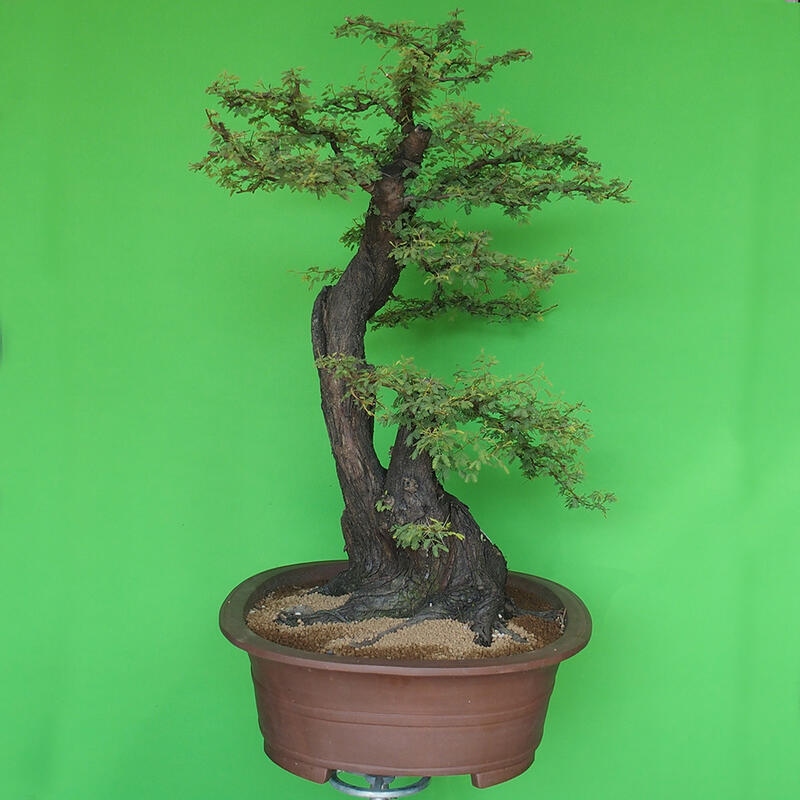 Innenbonsai - Akacia Arabica