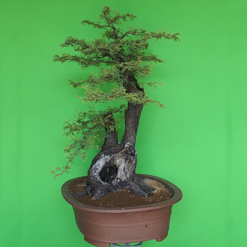 Innenbonsai - Akacia Arabica