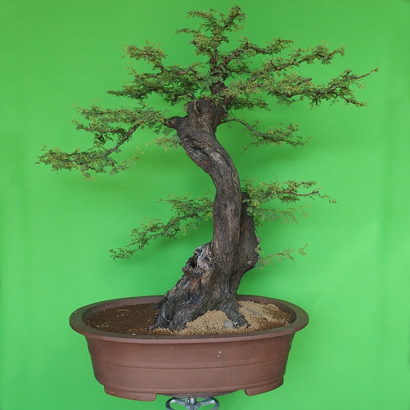 Innenbonsai - Akacia Arabica