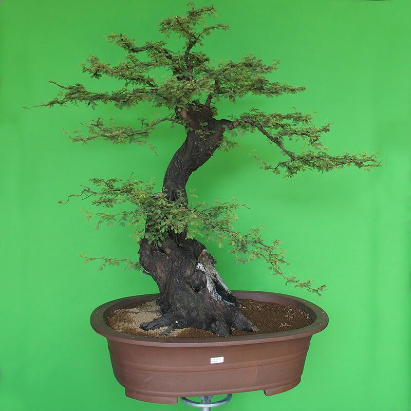 Innenbonsai - Akacia Arabica