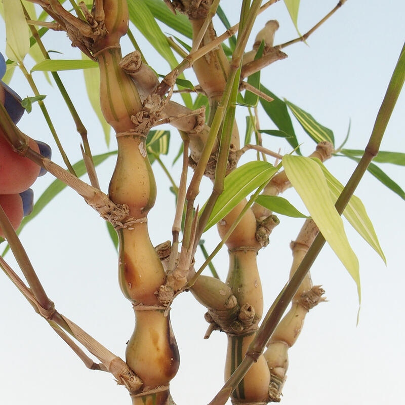 Zimmer Bonsai - Bambus budha-Bambus budha bauch