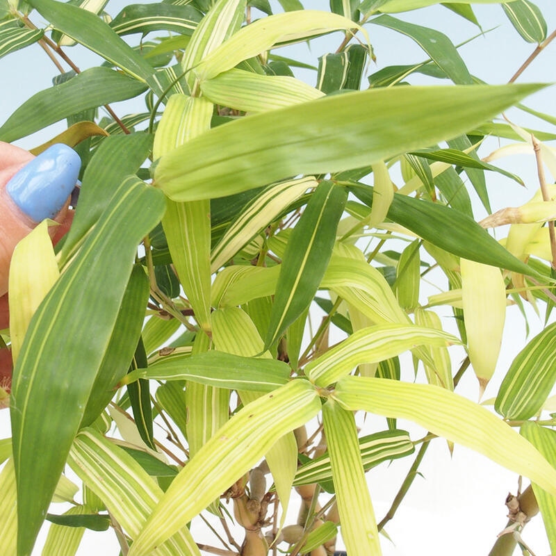 Zimmer Bonsai - Bambus budha-Bambus budha bauch