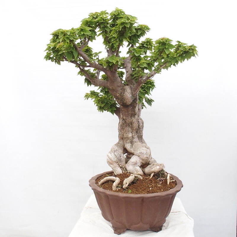 Zimmerbonsai - Bouganwilea