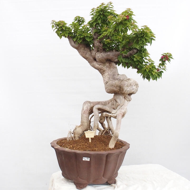 Zimmerbonsai - Bouganwilea