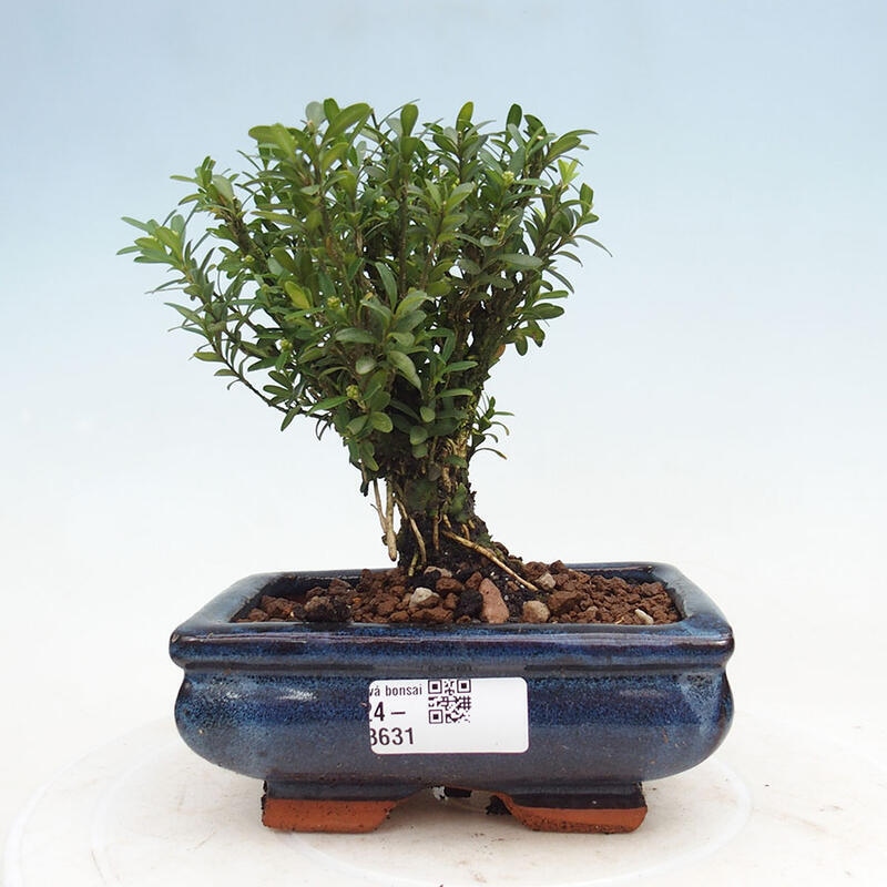 Zimmerbonsai - Buxus harlandii - Korkbuchsbaum