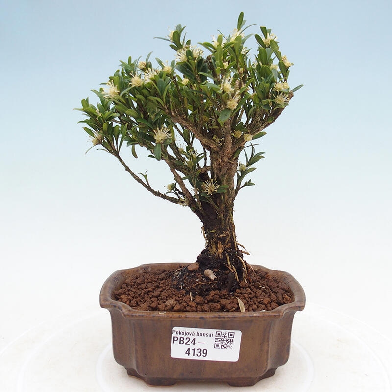 Zimmer Bonsai - Buxus harlandii - Kork Buchsbaum