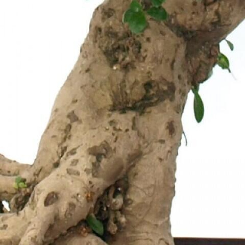 Zimmer-Bonsai - Carmona macrophylla - Tee-Fuki