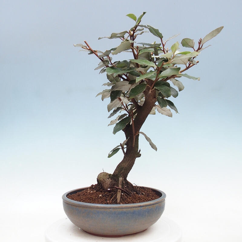 Indoor Bonsai -Eleagnus - Hlošina