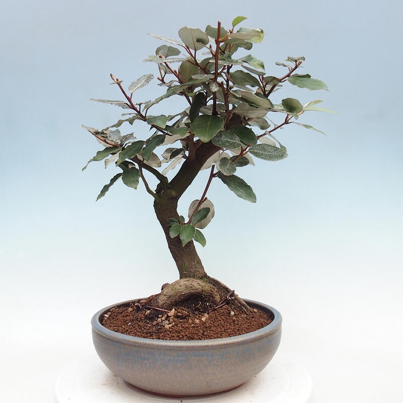 Indoor Bonsai -Eleagnus - Hlošina
