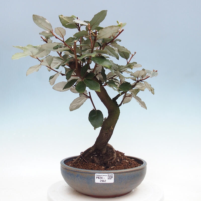 Indoor Bonsai -Eleagnus - Hlošina