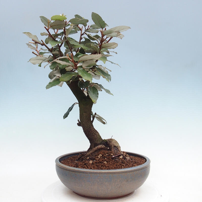 Indoor Bonsai -Eleagnus - Hlošina