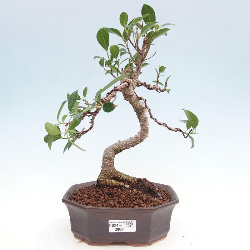 Zimmerbonsai - Ficus kimmen - kleiner Ficus
