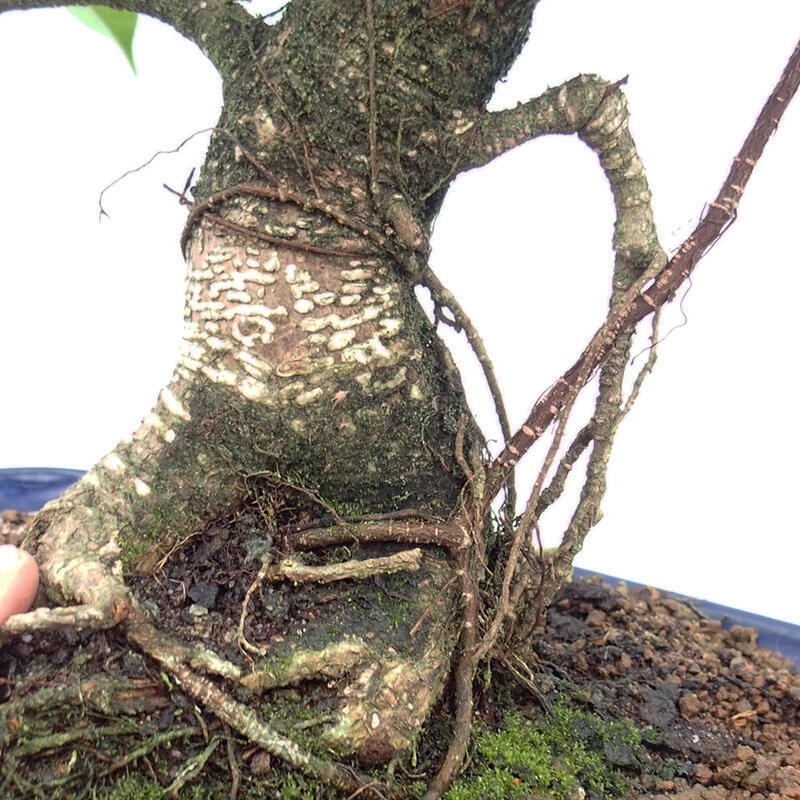 Zimmerbonsai - Ficus kimmen - kleinblättriger Ficus