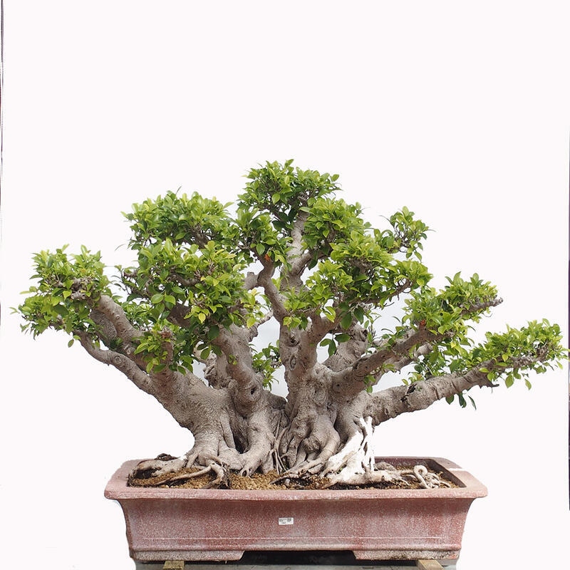 Zimmerbonsai - Ficus retusa - kleinblättriger Ficus