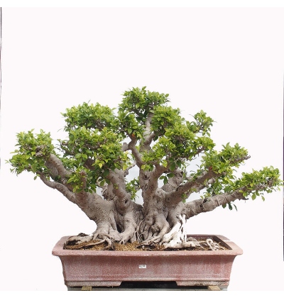 Zimmerbonsai - Ficus retusa - kleinblttriger Ficus - e-bonsai.de