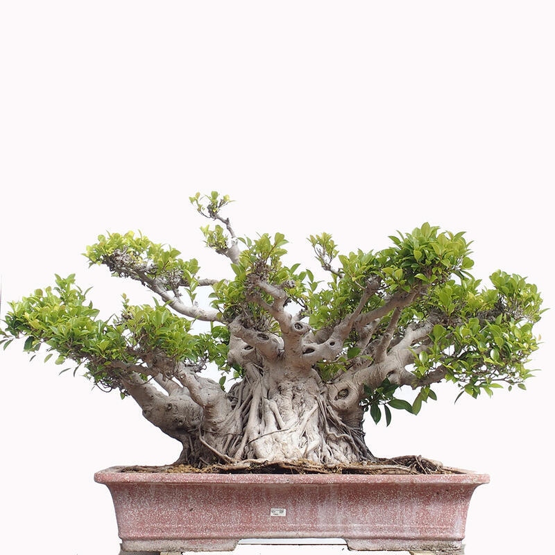 Zimmerbonsai - Ficus retusa - kleinblättriger Ficus