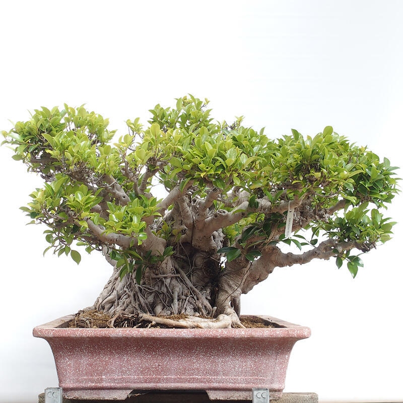 Zimmerbonsai - Ficus retusa - kleinblättriger Ficus
