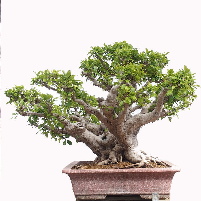 Zimmerbonsai - Ficus retusa - kleinblättriger Ficus